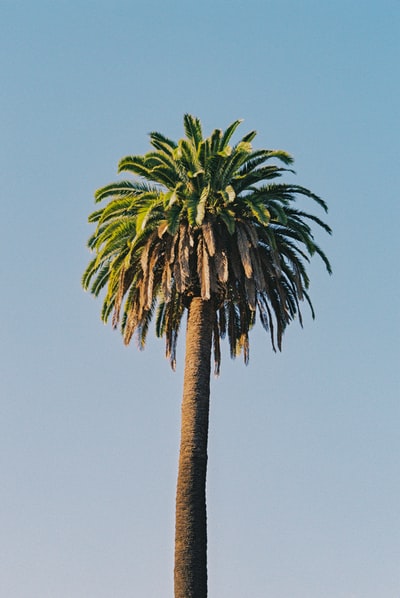 绿色的棕榈树下蓝天白天
